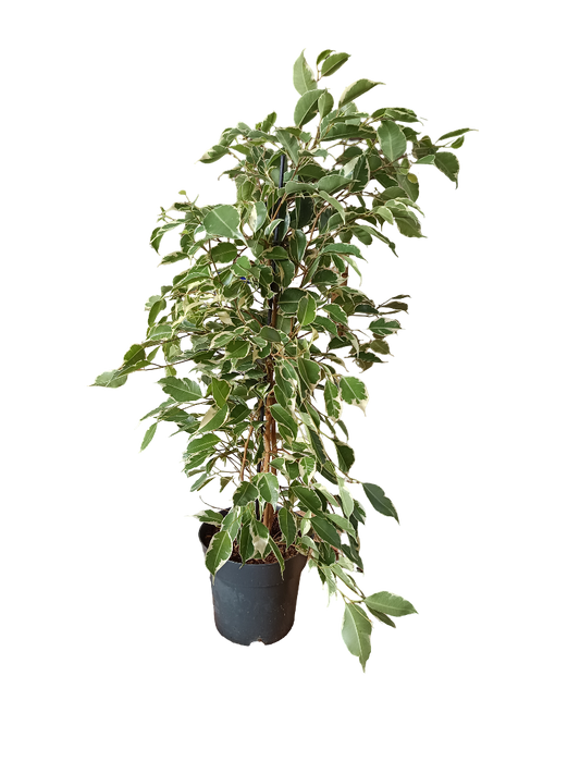 Ficus Benjamina Twilight Planta De Interior 70 Cms_0