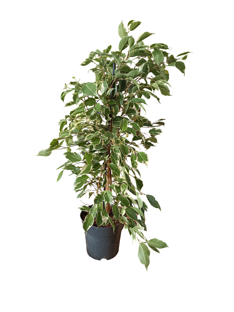 Ficus Benjamina Twilight Planta De Interior 70 Cms