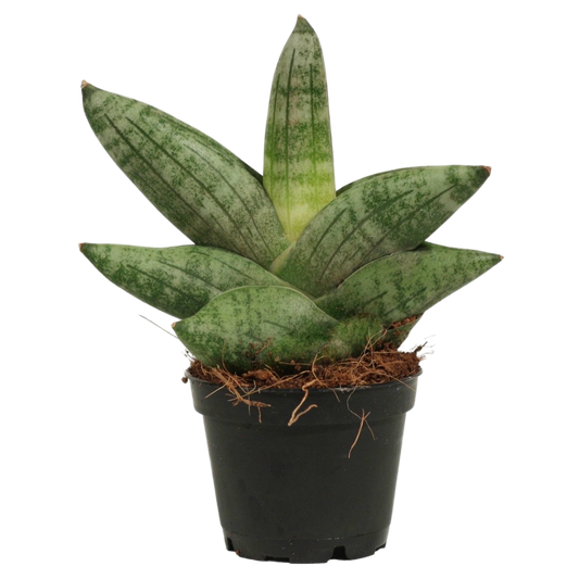 Sansevieria Boncellensis Planta Suculenta De Interior Purificadora Ø6_0