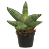 Sansevieria Boncellensis Planta Suculenta De Interior Purificadora Ø6