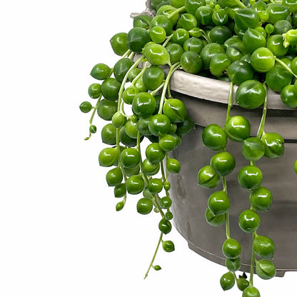 Senecio Rowleyanus Maceta colgante Cactus Y Suculentas