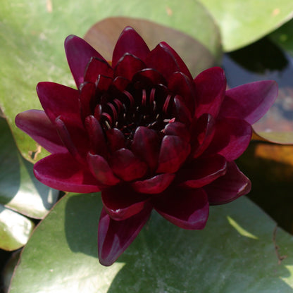 Nenúfar Rojo Oscuro - Nymphaea - 1x Nenúfar Multiflor Con Cesta_2