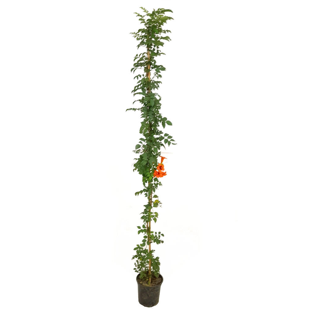 Tecomaria Capensis M20 180cm
