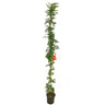 Tecomaria Capensis M20 180cm