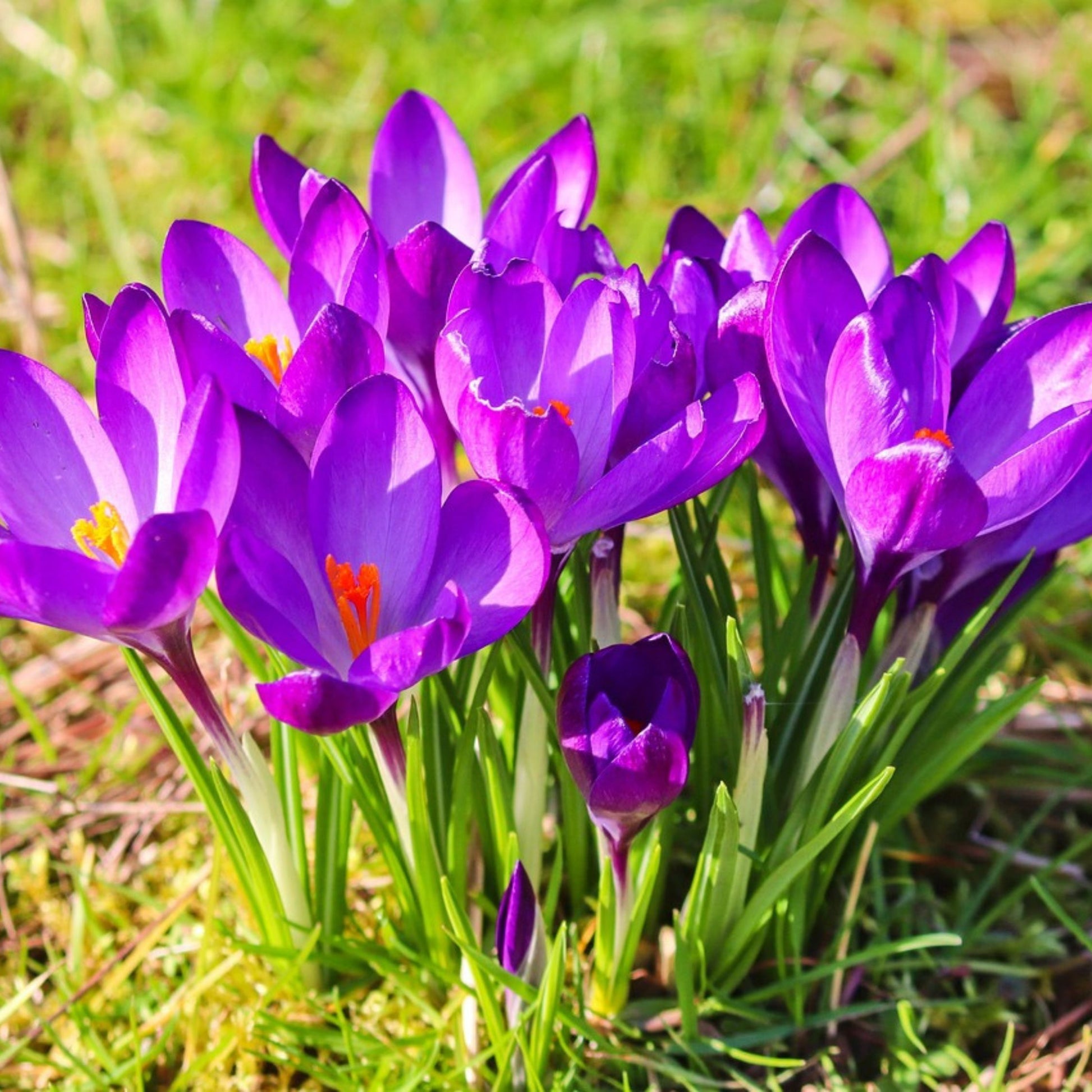 Crocus Tommasinianus - 200 Pzs - Crocus 'ruby Giant' - Bulbos De Flores