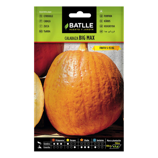 Semillas de calabaza gigante Big Max Batlle