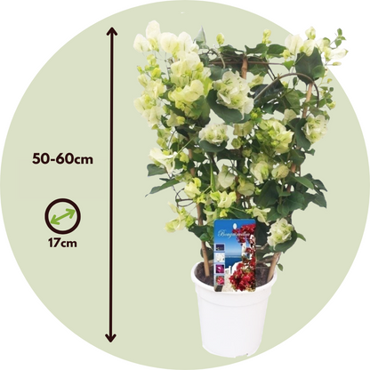 Buganvilla - Bougainvillea 'dania' - Altura 50-60cm - ⌀17cm_2