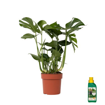 Costilla De Adán - Monstera Deliciosa - Altura 70-80cm - ⌀21cm_0