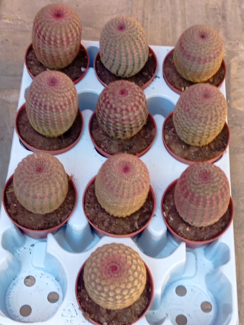Cactus Rojo Rigidispinnus Ø8 Plantas Jovenes_0