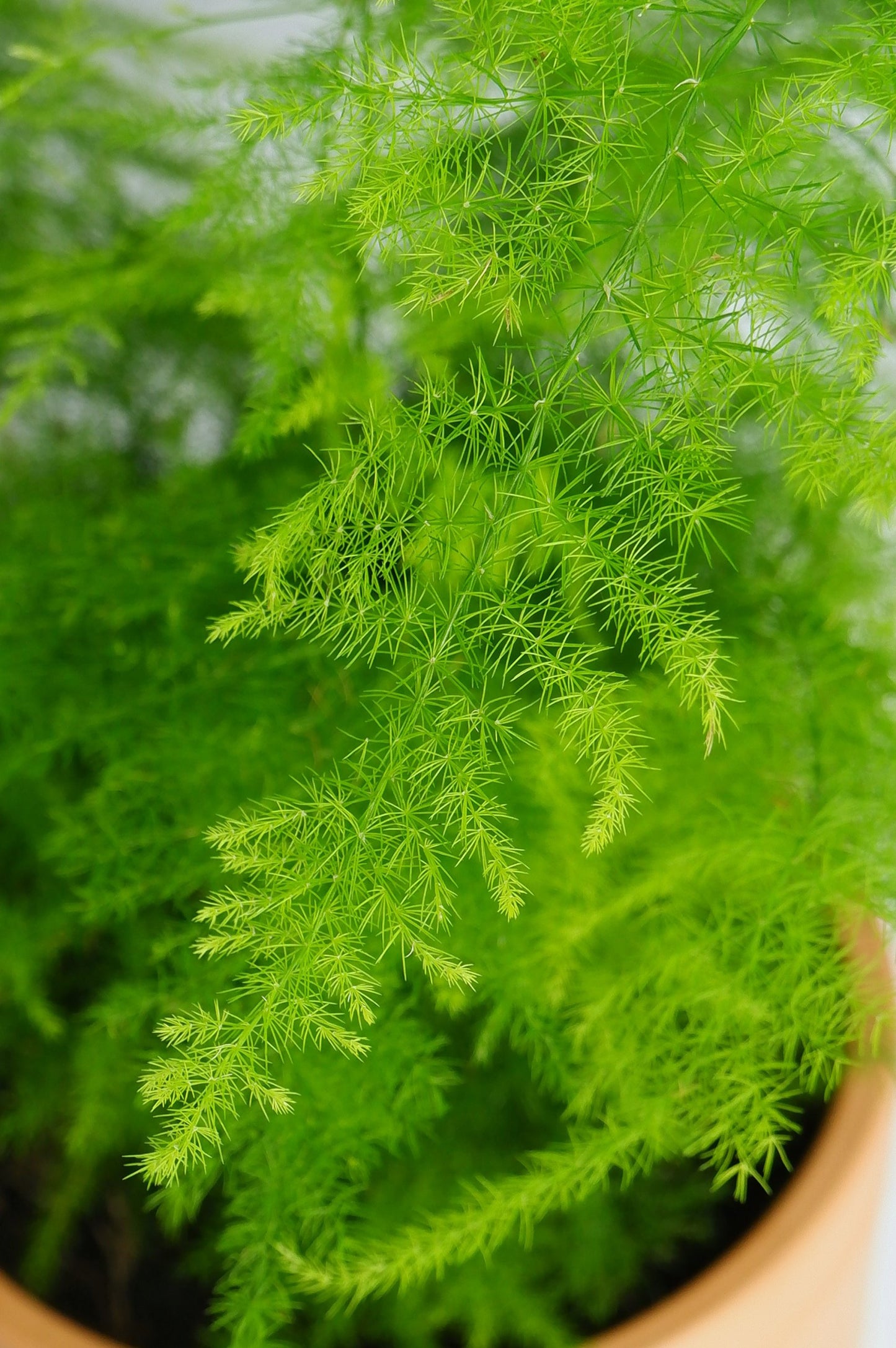 Asparagus Setaceus_3