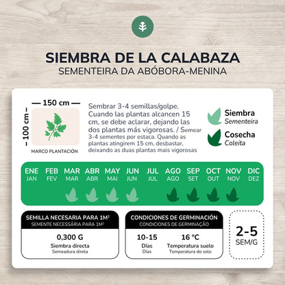 Semillas de Calabaza Butternut ecológicas Planeta Huerto