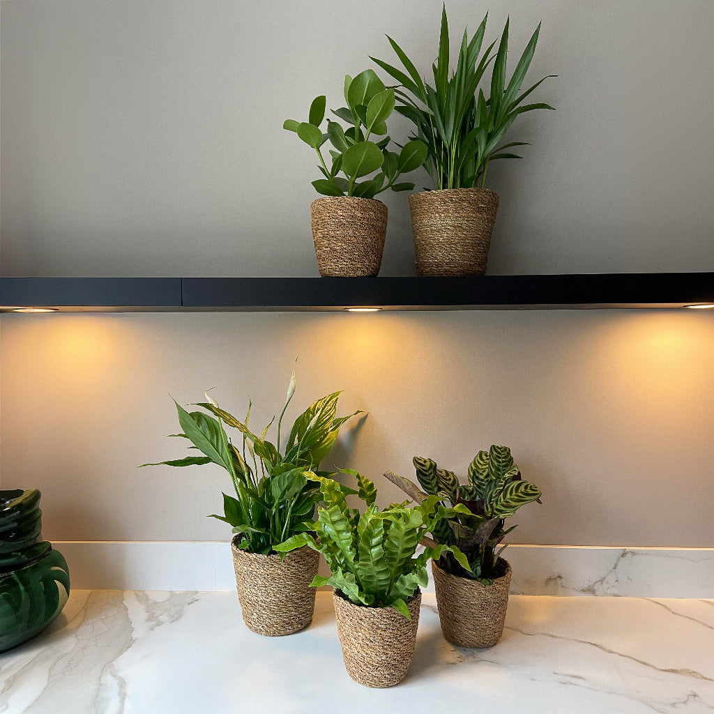 Mezcla Purificadora De Aire - 5 Pzs - Incluye Cesta - Altura 25-40cm - ⌀12cm