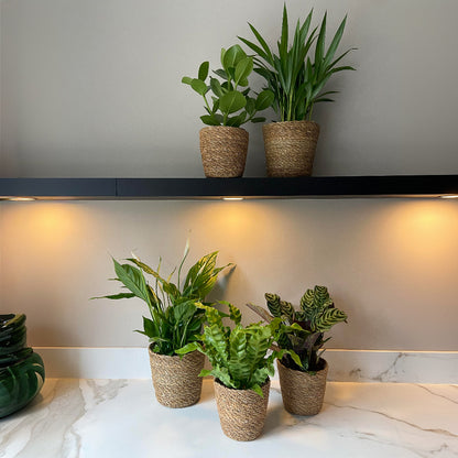 Mezcla Purificadora De Aire - 5 Pzs - Incluye Cesta - Altura 25-40cm - ⌀12cm