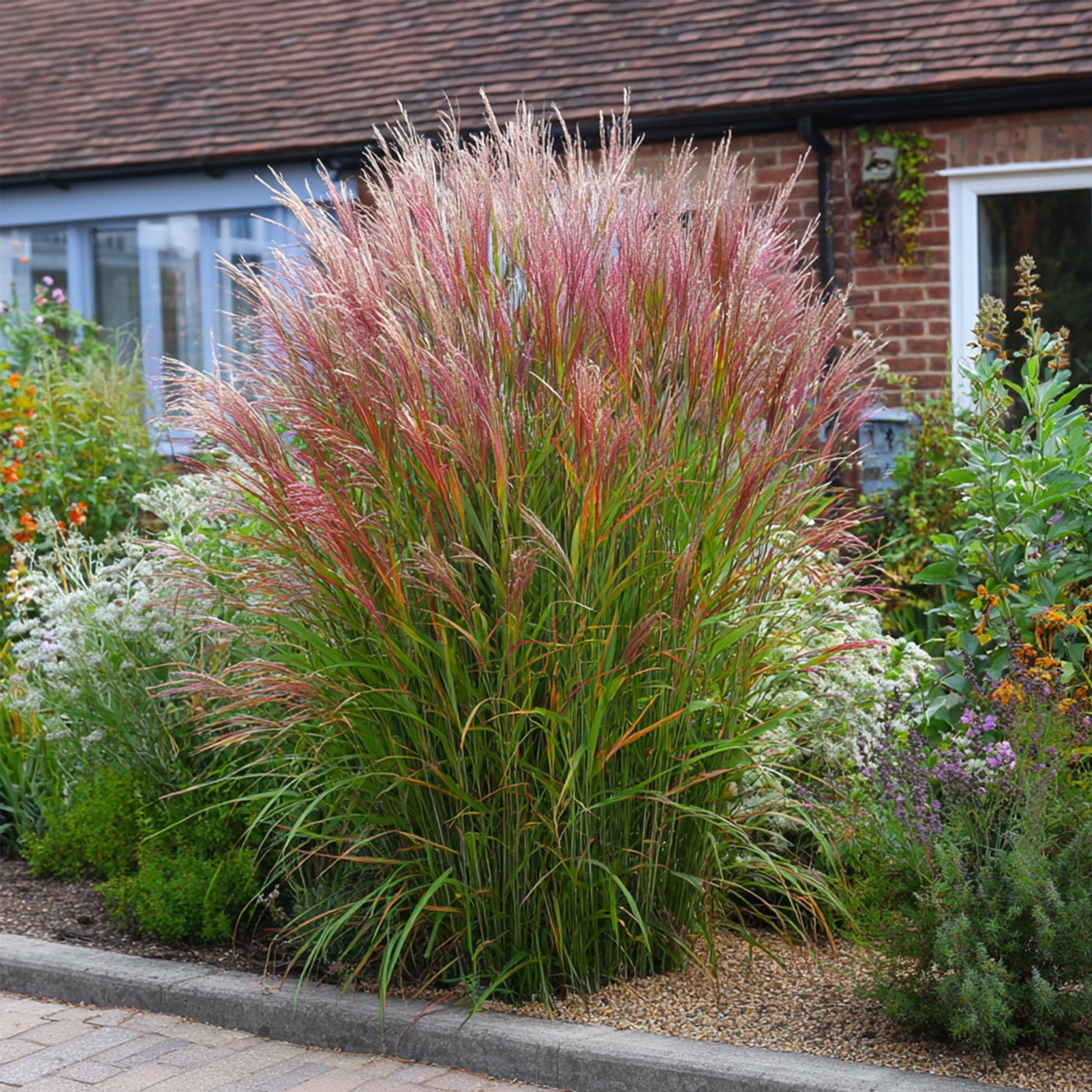 Eulalia - Miscanthus Sinensis 'red Chief' - Altura 40-60cm - ⌀23cm
