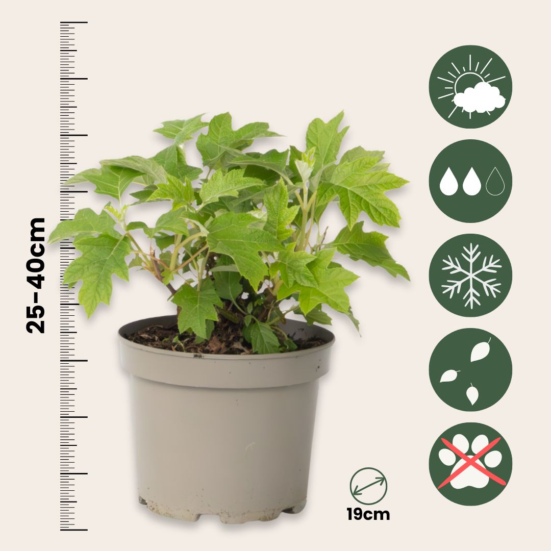 Hortensia - 2 Pzs - Hydrangea 'toy Soldier' - Altura 25-40cm - ⌀19cm_2