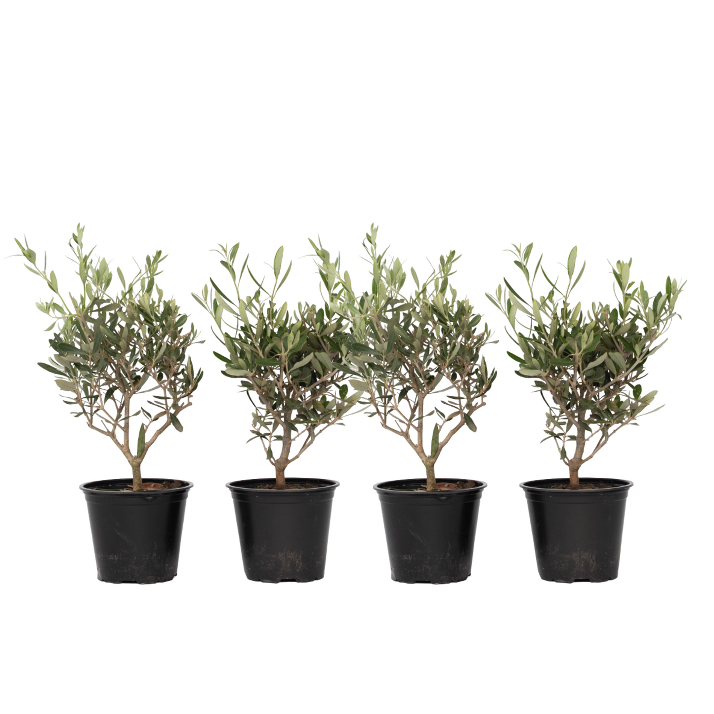Olivo - 4 Pzs - Olea Europaea - Altura 25-40cm - ⌀14cm_0