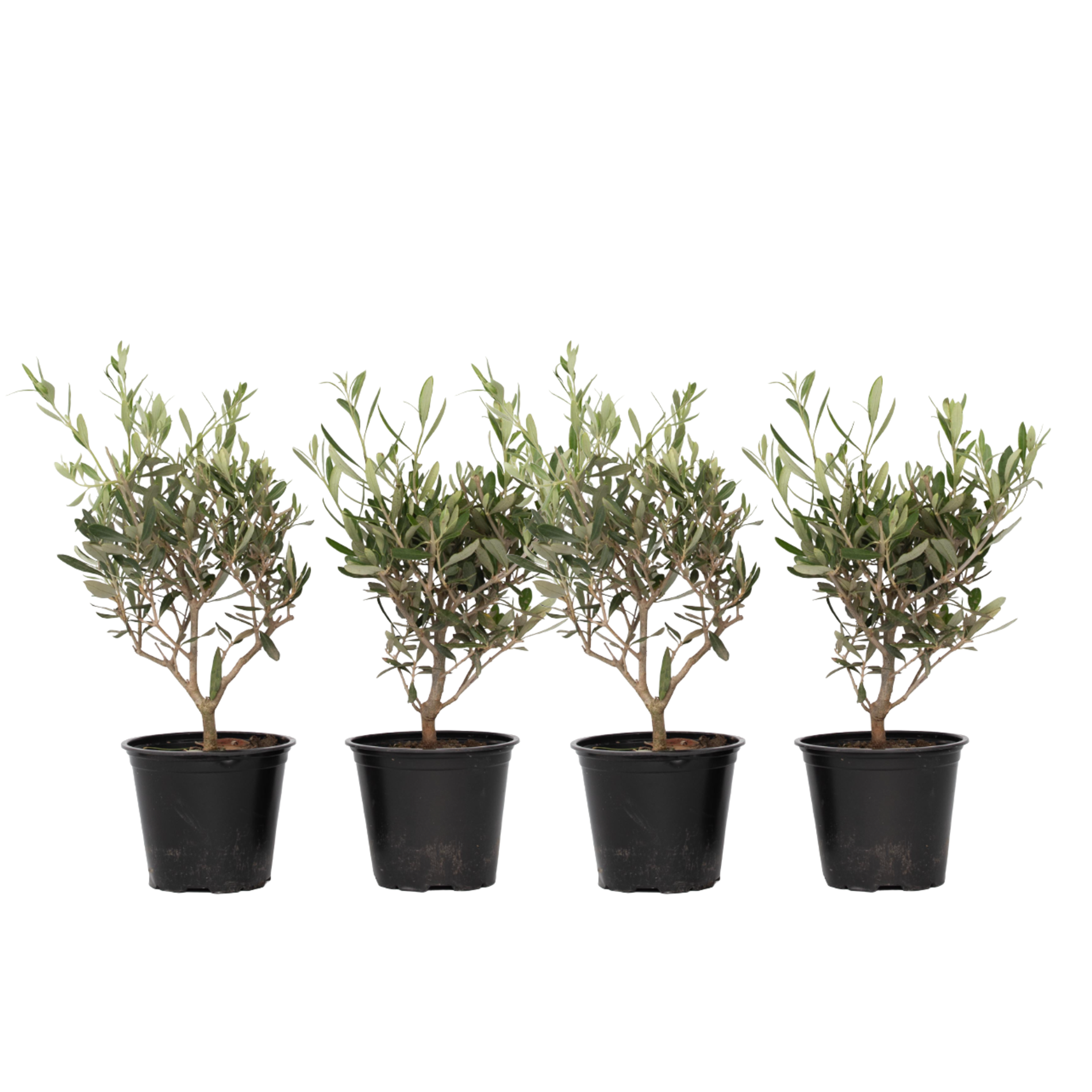 Olivo - 4 Pzs - Olea Europaea - Altura 25-40cm - ⌀14cm_0