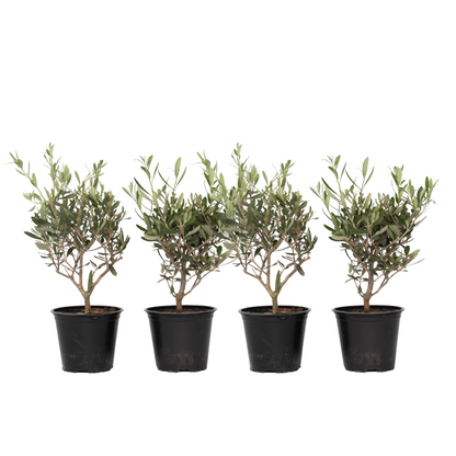 Olivo - 4 Pzs - Olea Europaea - Altura 25-40cm - ⌀14cm_0