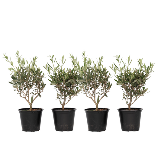 Olivo - 4 Pzs - Olea Europaea - Altura 25-40cm - ⌀14cm_0