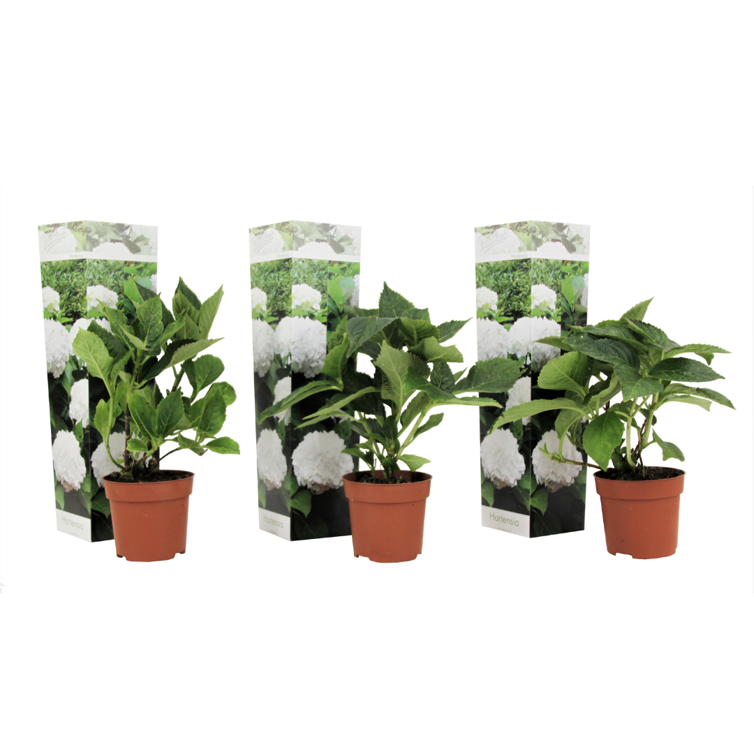 Hortensia - 3 Pzs - Hydrangea Macrophylla 'wudu' - Altura 25-40cm - ⌀9cm_0