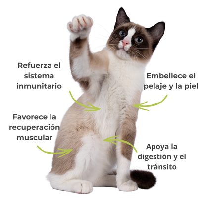 Suplemento natural para perros y gatos – Espirulina ECO Vitalidad & Defensas 100 g