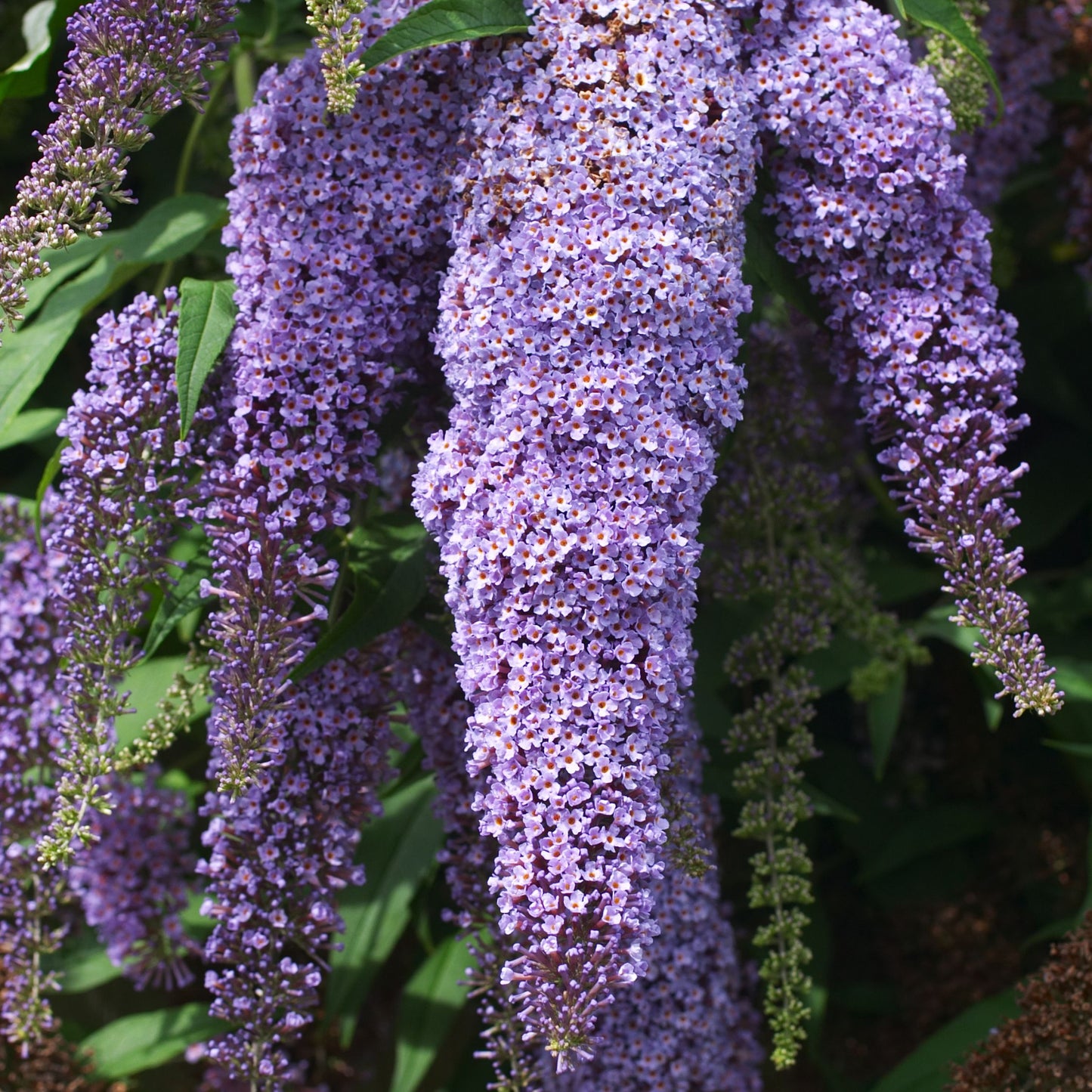 Arbusto De Las Mariposas - 6 Pzs - Buddleja Davidii - Altura 25-40cm - ⌀9cm