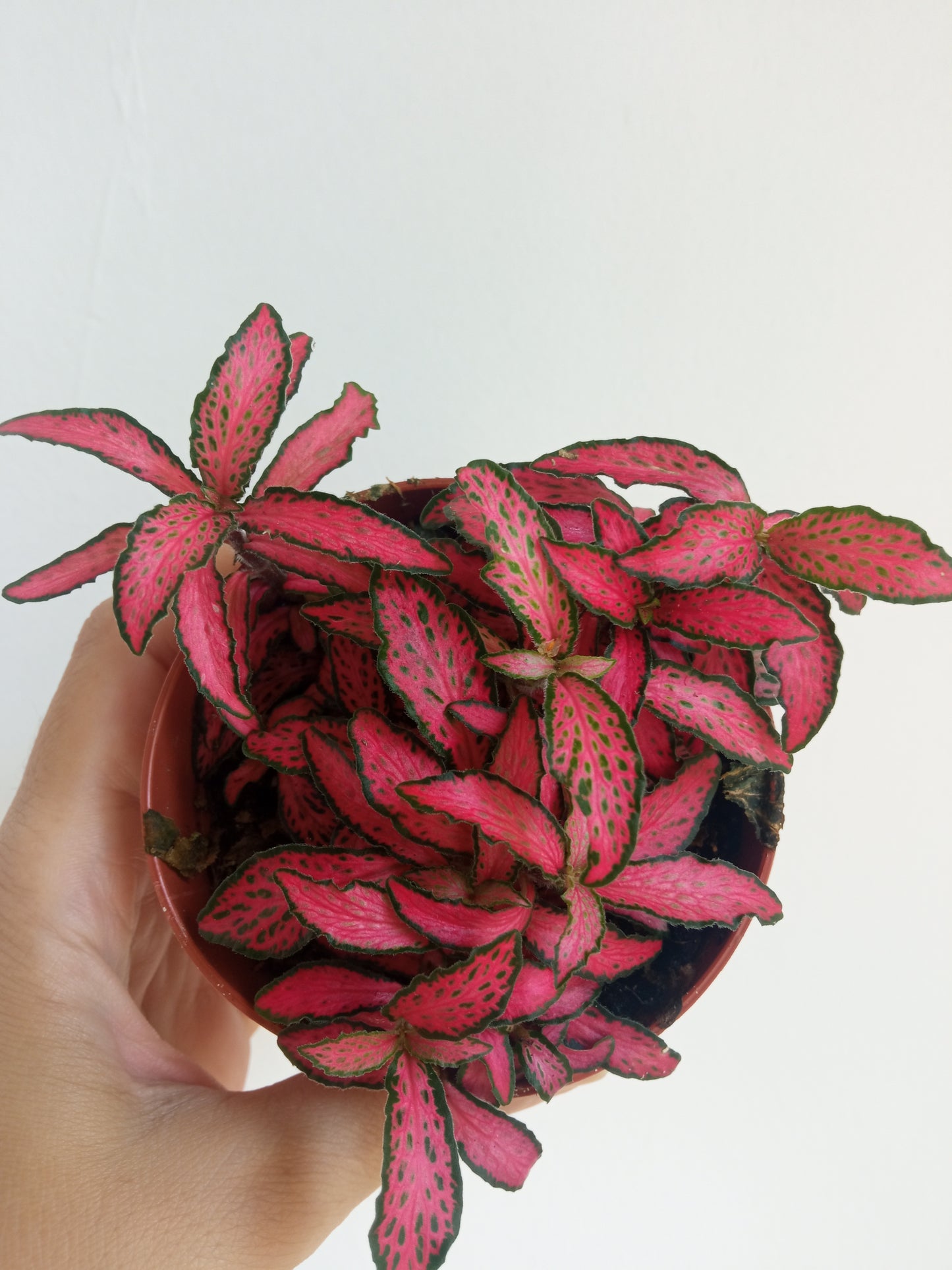 1 Planta Surtida Fittonia De Colores Ø8