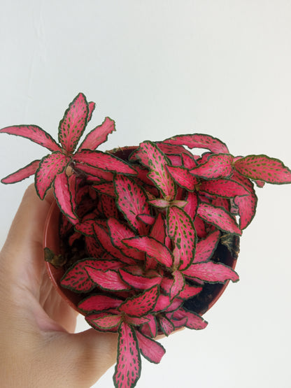 1 Planta Surtida Fittonia De Colores Ø8