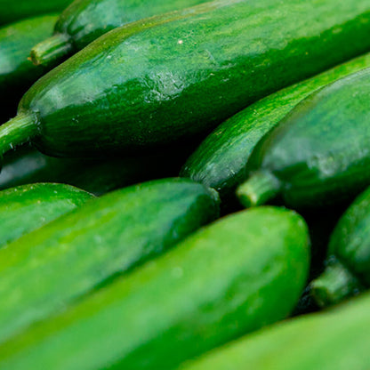 Pepino Cocktail Mycubies 1kg Granada La Palma_5