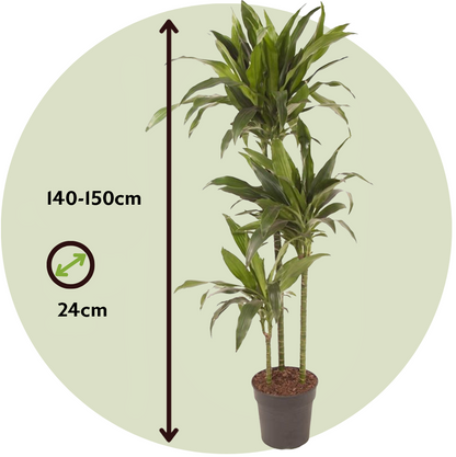 Drácena - Dracaena Deremensis 'janet Craig' - Altura 140-150cm - ⌀24cm