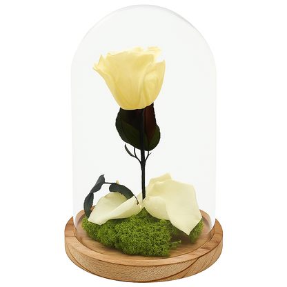 Mundo Eterno Rosa En Cúpula Crema (champagne) 12x20cm