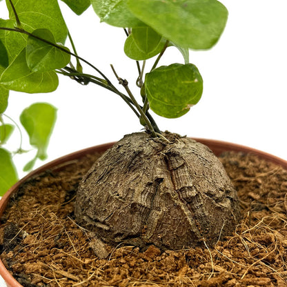 Dioscorea Elephantipes Cactus Y Suculentas M8,5 Ø_3