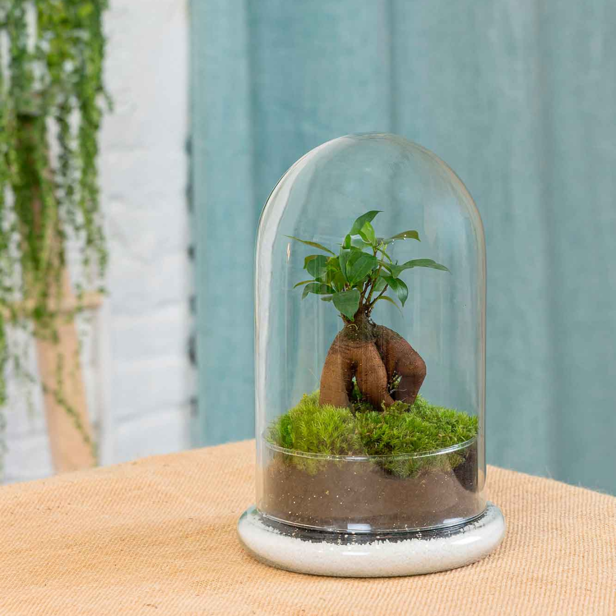 Terrario Ginseng Moss (26x16cm)._1