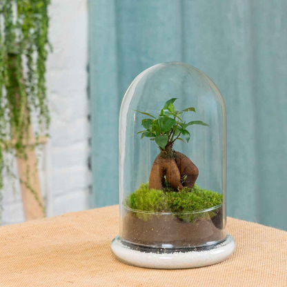 Terrario Ginseng Moss (26x16cm).