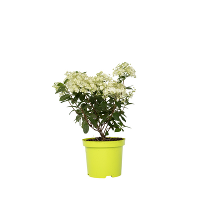 Hortensia - Hydrangea Paniculata 'bobo' - Altura 25-40cm - ⌀19cm_0