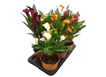 Calla M17 Lirio Colores_0