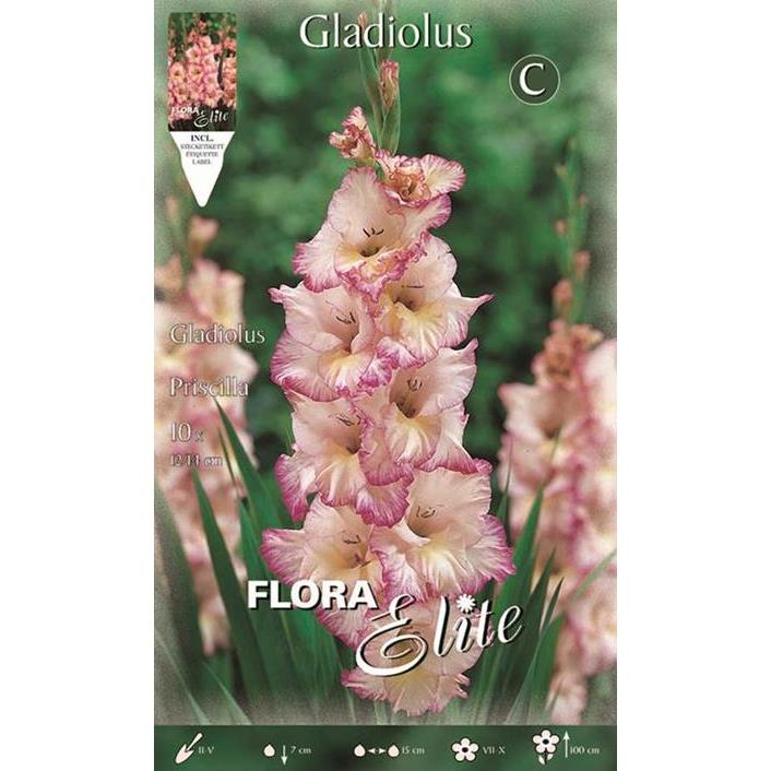 Bulbo Gladiolo blanco estriado rosa 10 ud