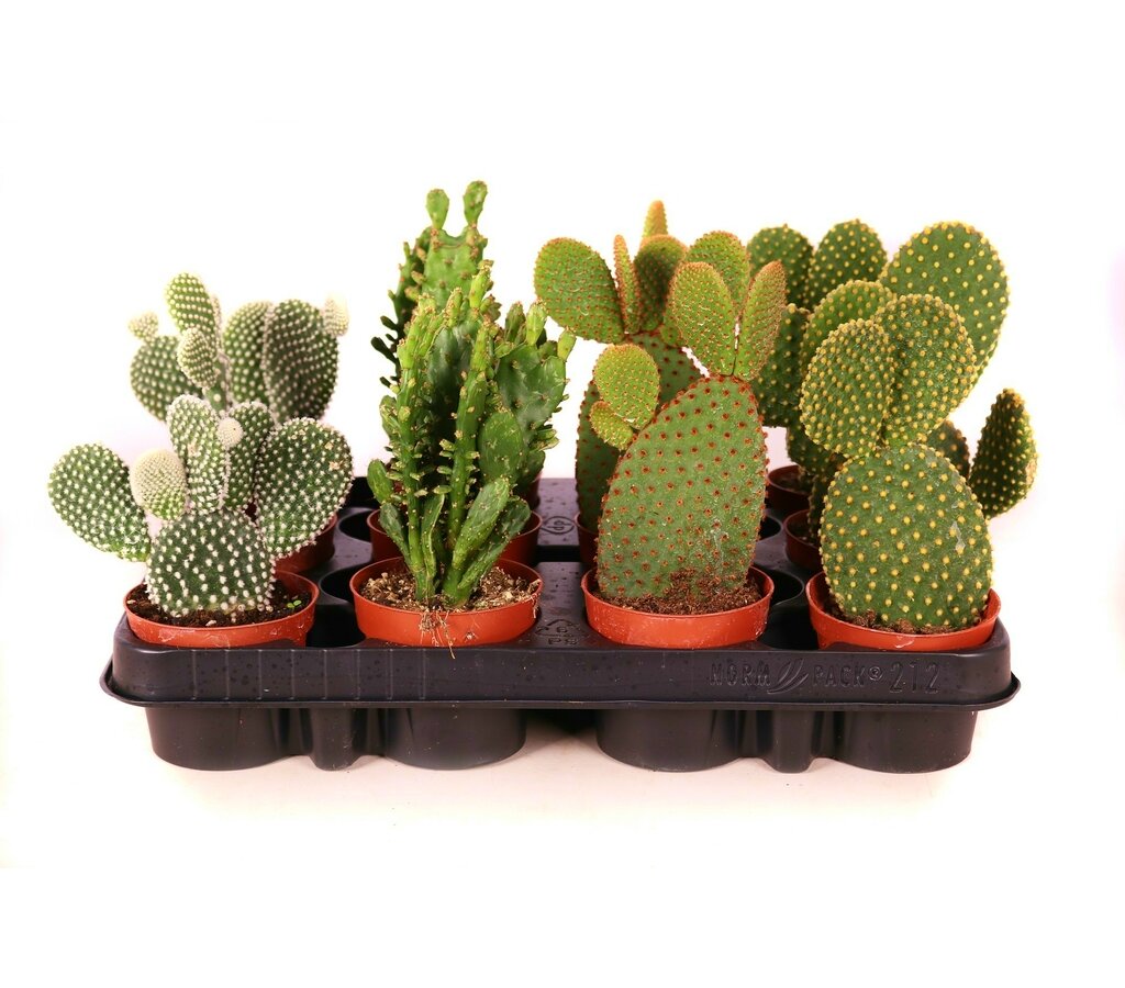 Opuntias Mix M8 15cm (unidad)_0