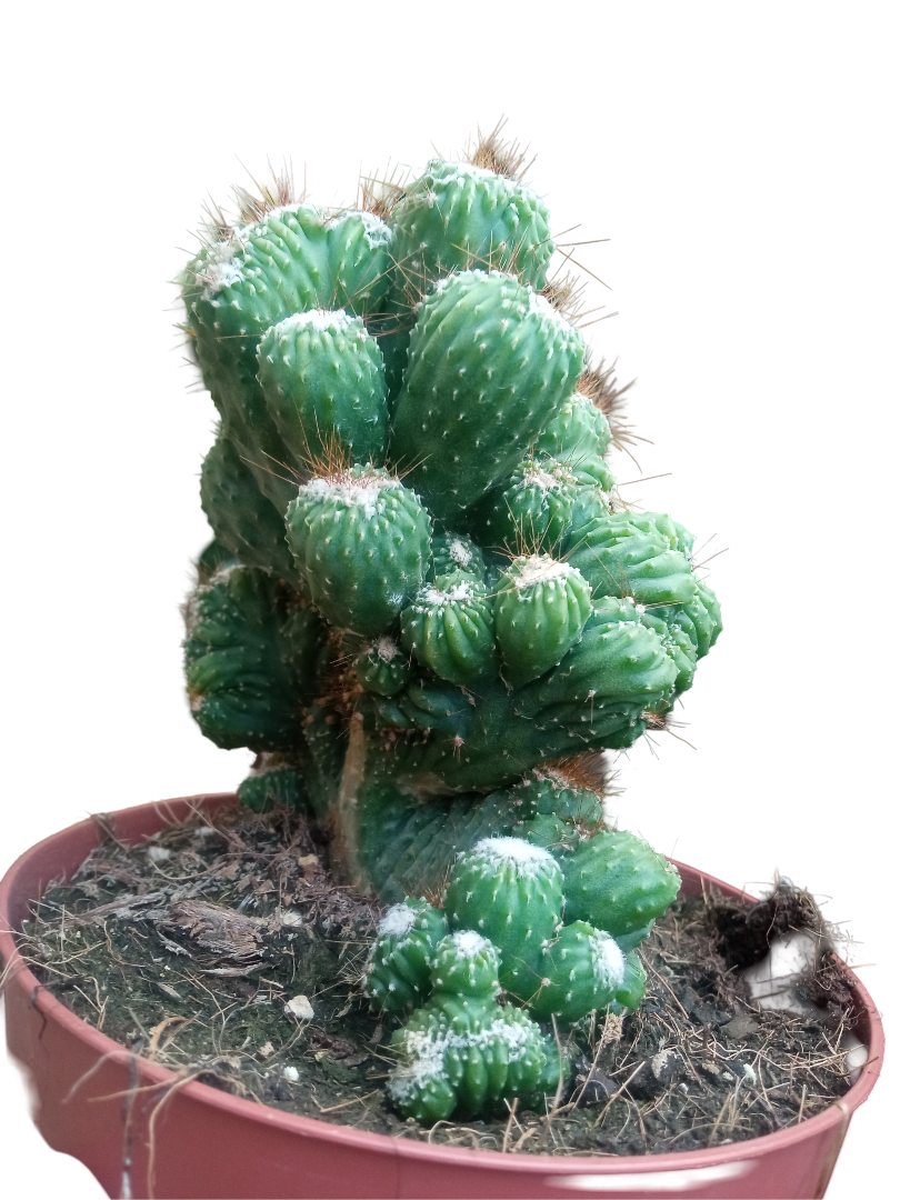 Cactus Cereus Peruvianus Monstruoso Ø13 Plantas Cristata