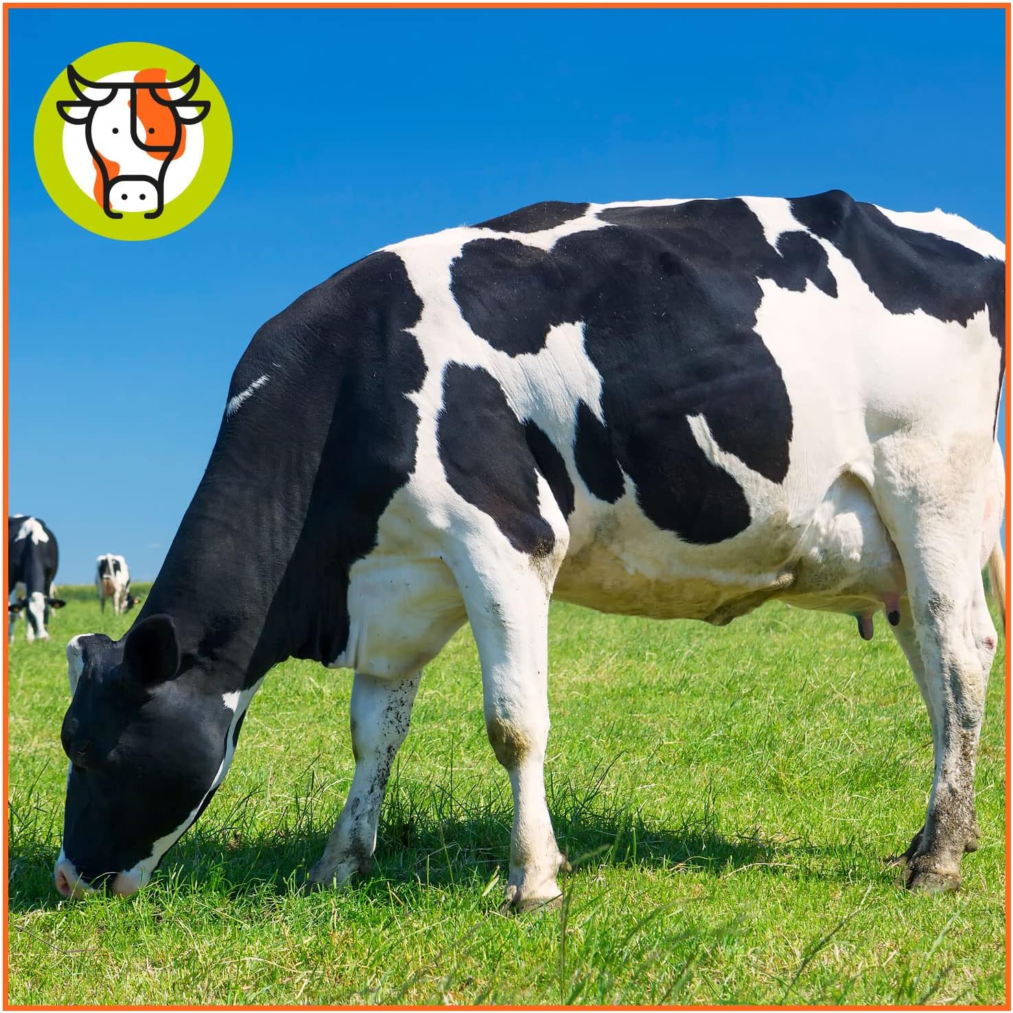 Pienso Ecológico para Vacas Lecheras 20kg alimentación Natural y Nutritiva_3