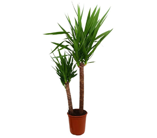 Yucca Elephantipes 90-45 M24 140cm_0