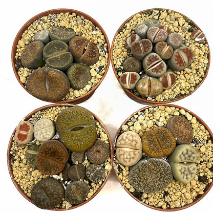 Lithops Cactus Y Suculentas