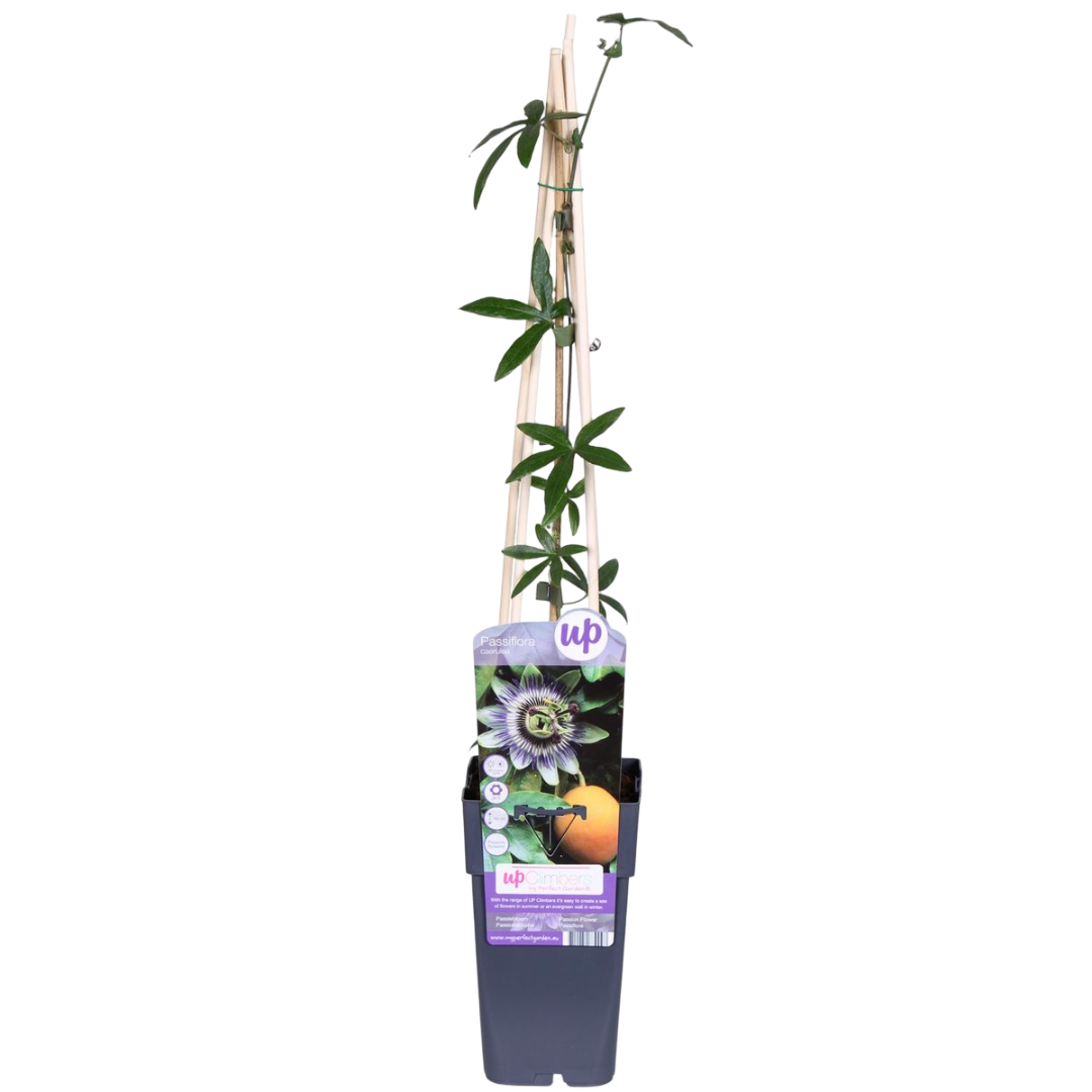 Passiflora Caerulea Pasionaria Planta Enredadera - 1 Und_0