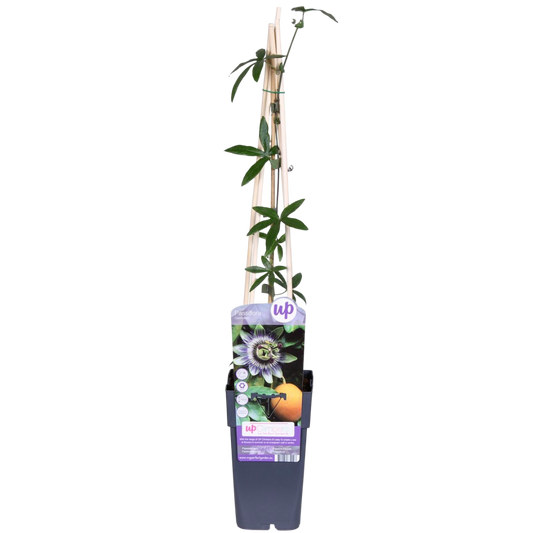 Passiflora Caerulea Pasionaria Planta Enredadera - 1 Und