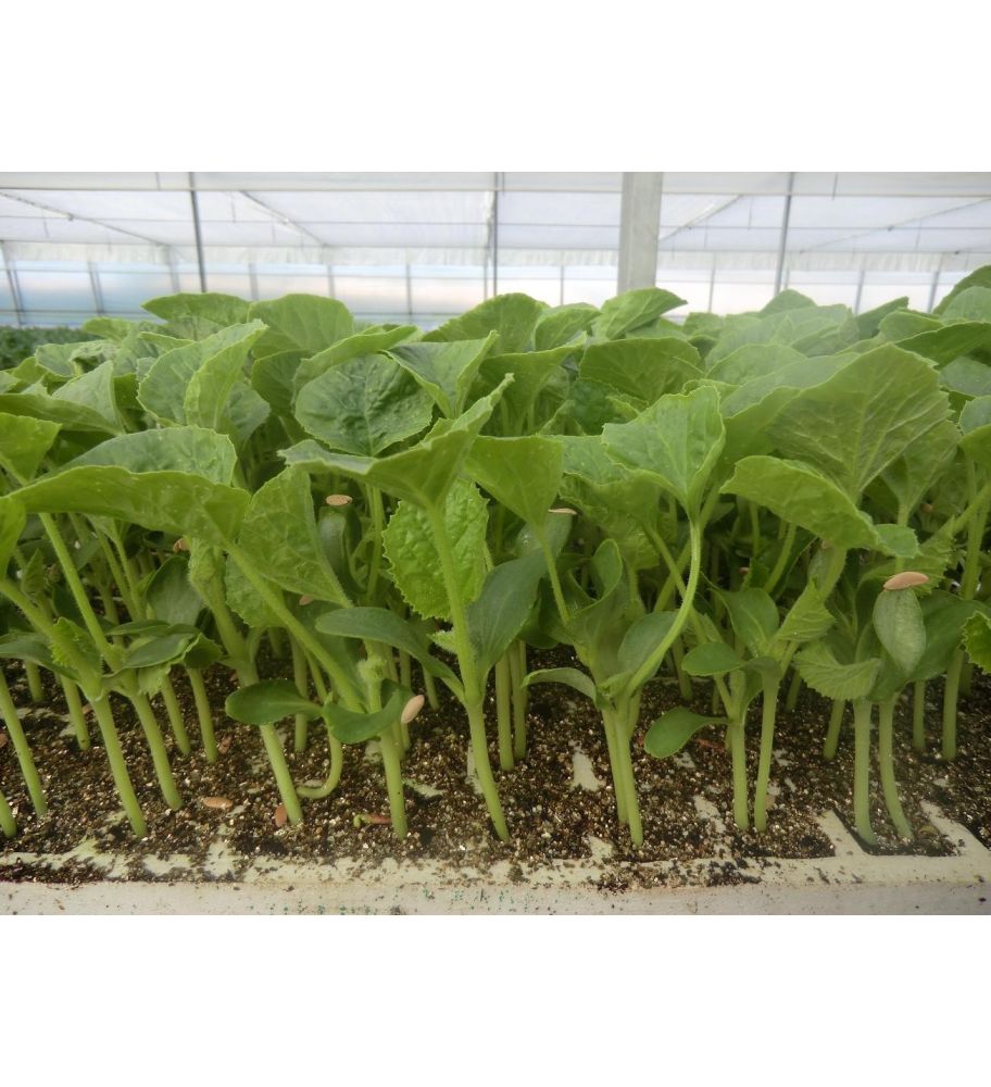 Plantón Melón Amarillo Canario (10 Unidades)_1