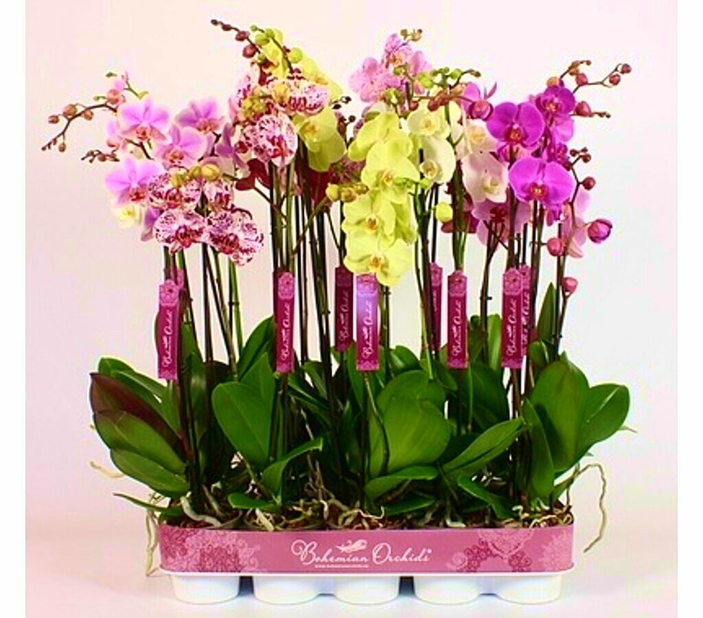 Phalaenopsis Bohemiam 3t M12