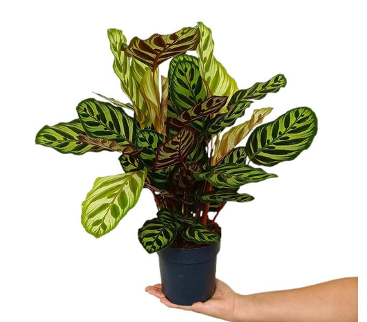 Calathea Makoyana M14 40cm_0