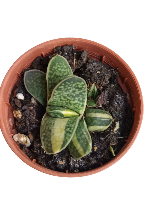 Gasteria Bicolor Planta Suculenta Ø5