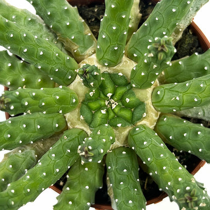 Euphorbia Inermis Cactus Y Suculentas