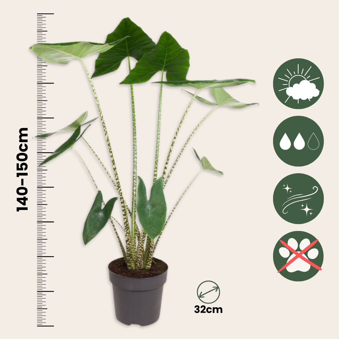 Planta Cebra - Alocasia 'zebrina' - Altura 140-150cm - ⌀32cm_2